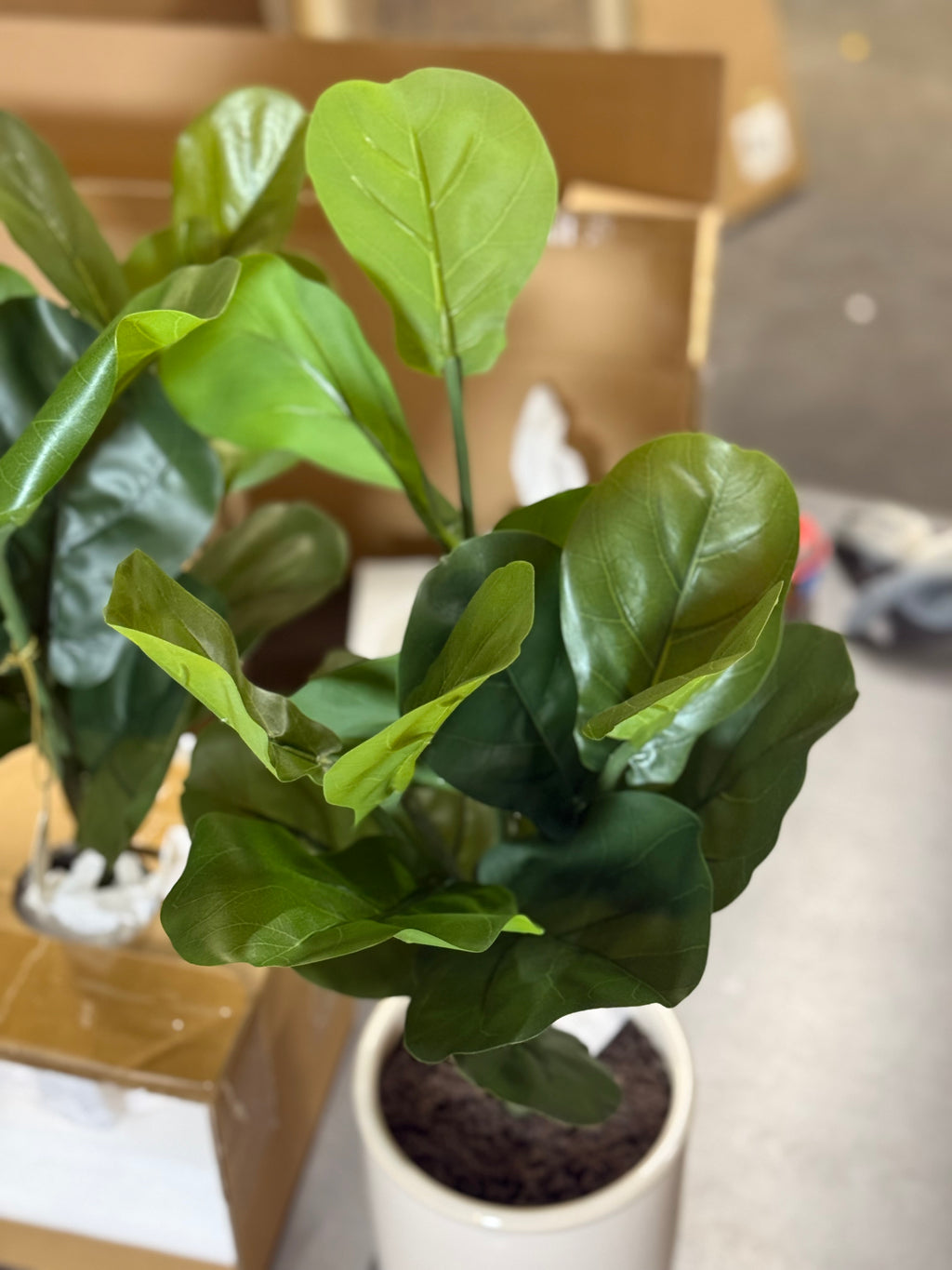 2 Pcs 15 x 10 Artificial Fiddle Leaf Plant in Pot - Threshold: Lush Greenery, Ceramic Base