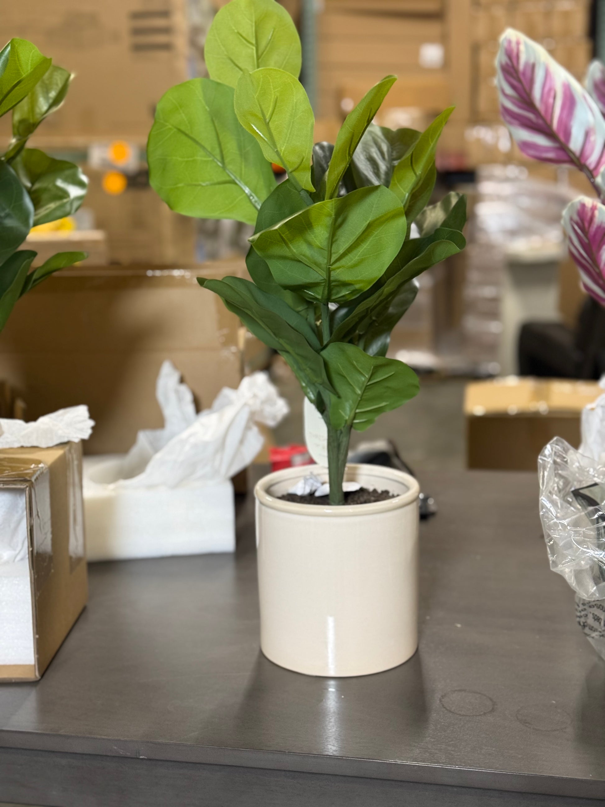 2 Pcs 15 x 10 Artificial Fiddle Leaf Plant in Pot - Threshold: Lush Greenery, Ceramic Base