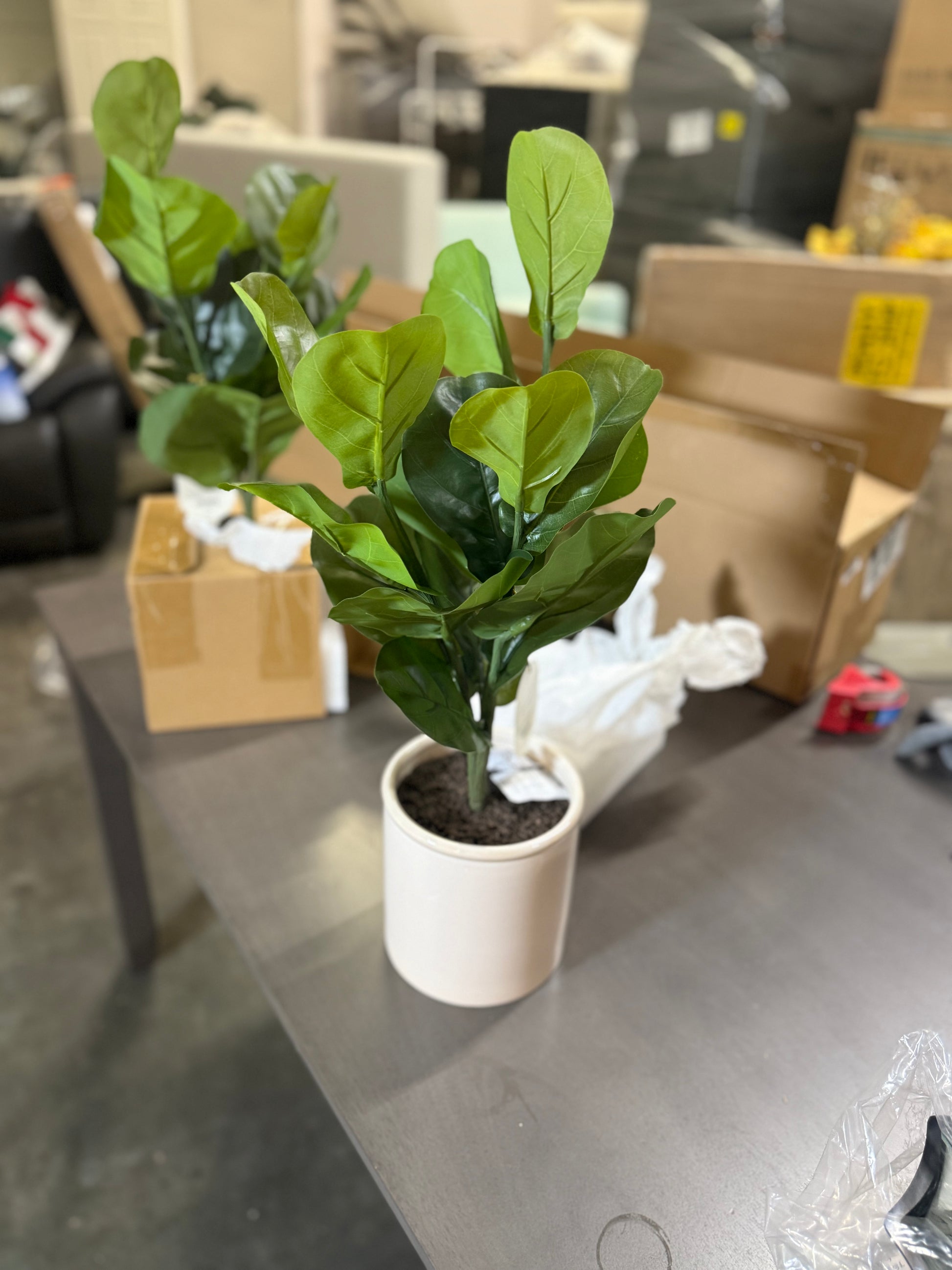 2 Pcs 15 x 10 Artificial Fiddle Leaf Plant in Pot - Threshold: Lush Greenery, Ceramic Base