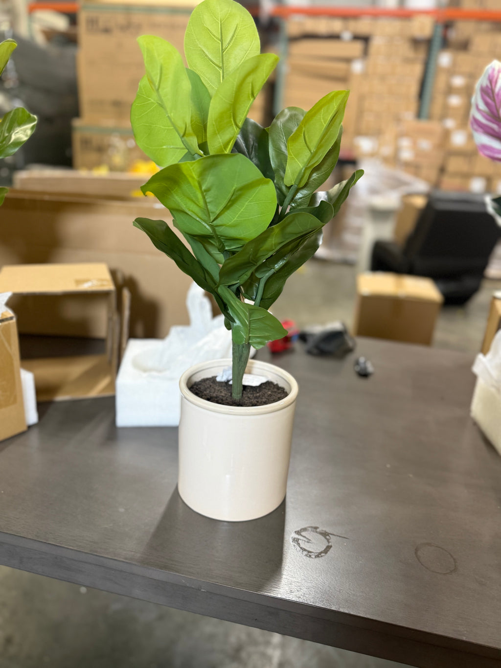 2 Pcs 15 x 10 Artificial Fiddle Leaf Plant in Pot - Threshold: Lush Greenery, Ceramic Base