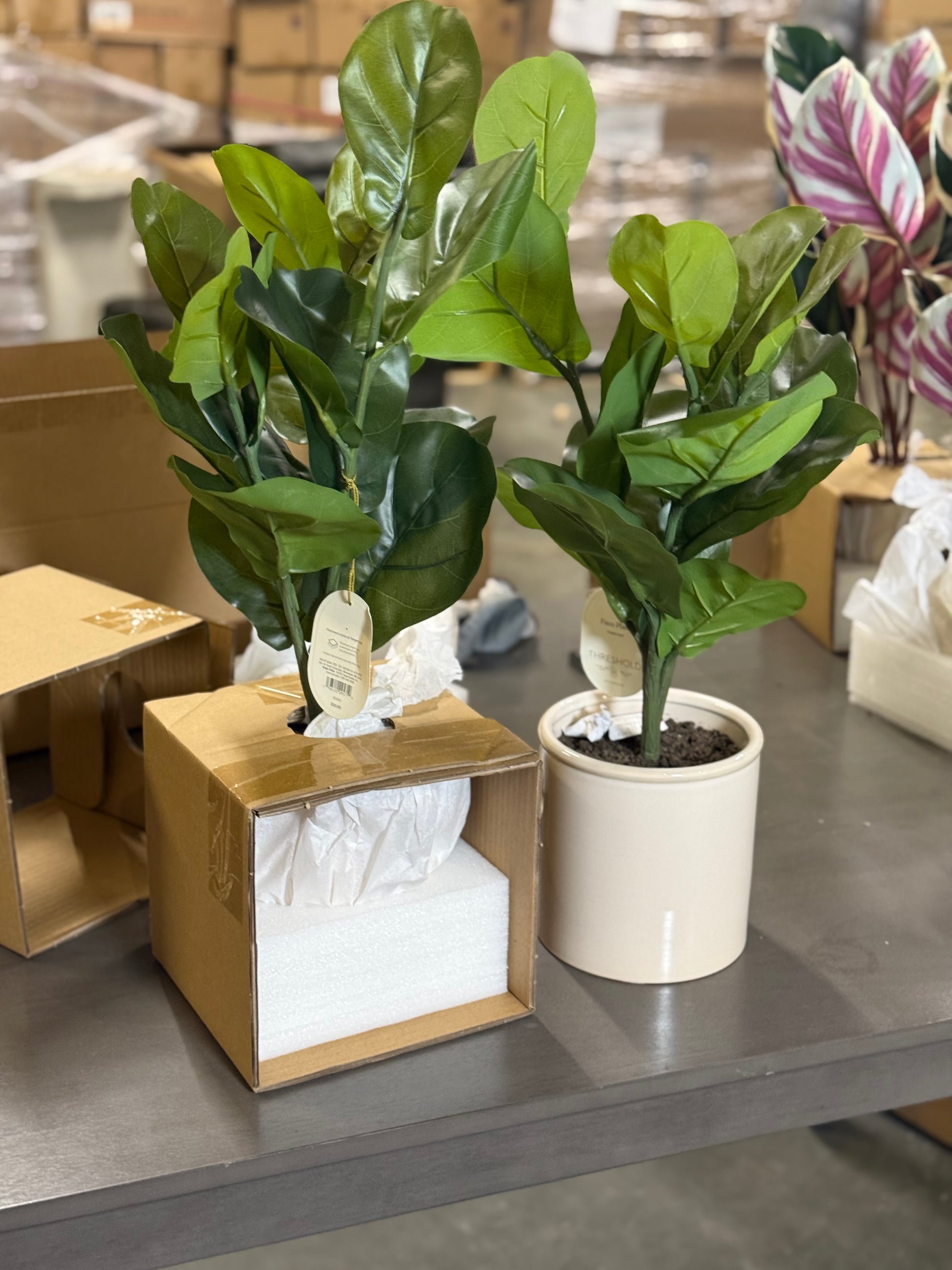 2 Pcs 15 x 10 Artificial Fiddle Leaf Plant in Pot - Threshold: Lush Greenery, Ceramic Base